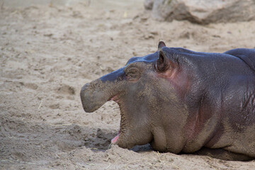 baby hippopotamus yawning on sand