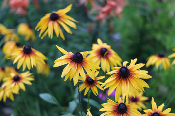 Beautiful yellow flowers of Rudbeckia in the flowerbed. Black-eyed Susan in the garden. Floral background. Garden summer flowers. Yellow flowers field. Large flowers of Rudbeckia. 
