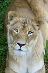 Obraz na płótnie Canvas close up of a female lion