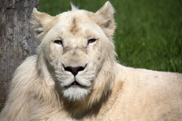 close up of a white lion