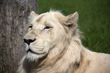 close up portrait of a white lion