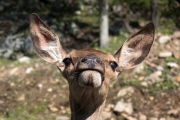 Obraz premium portrait of a young deer