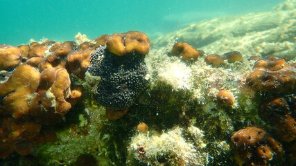 Naklejka na ściany i meble Black sponge (Sarcotragus foetidus) and Сhicken liver sponge or Caribbean Chicken-liver sponge (Chondrilla nucula) undersea, Aegean Sea, Greece, Halkidiki 
