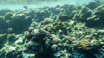 coral reef of the red sea. corals close-up