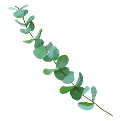 silver dollar eucalyptus branch and leaves isolated on white background. modern vector digital art for invitations, gift cards, banners, social media, stories highlights, posts, sticker design, print