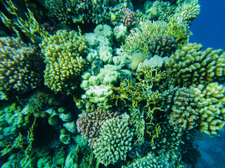 coral reef of the red sea. corals close-up