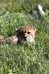 Fototapeta na wymiar baby cheetah resting in the grass