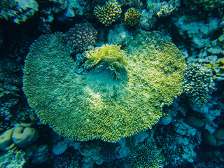 coral reef of the red sea. corals close-up