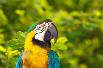 Closeup of Green-winged macaw (Ara chloropterus) in wildness area © JackF