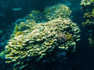 coral reef of the red sea. corals close-up