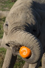 close up of an elephant eating a pumpkin