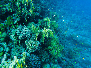 coral reef of the red sea. corals close-up