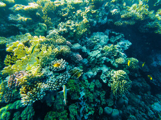coral reef of the red sea. corals close-up