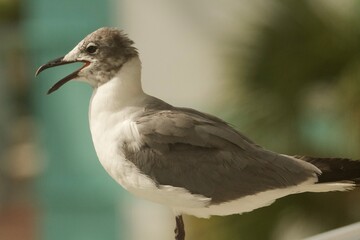 white headed gull