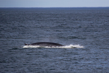Fototapeta premium humpback whale in the water