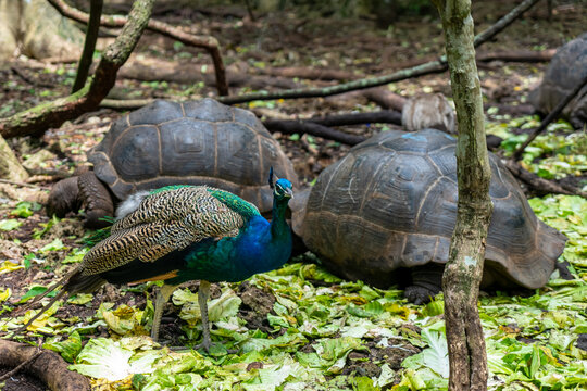 Giant Seychelles turtles and peacock in the Park on the island of Prizon, Zanzibar
