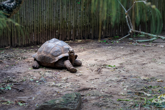 Giant Seychelles turtle in the Park on the island of Prizon, Zanzibar