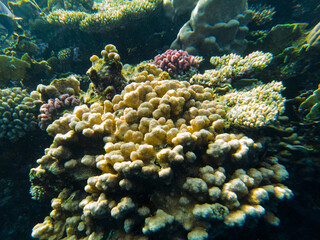 Plakat coral reef of the red sea. corals close-up