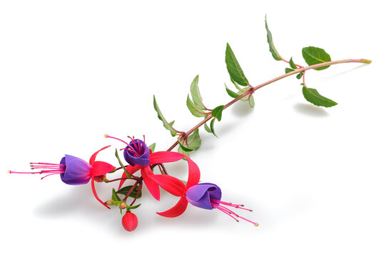Fuchsia branch with flowers