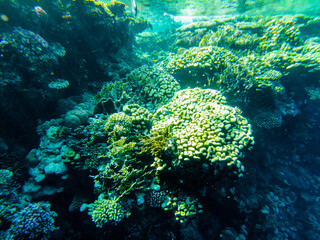 coral reef of the red sea. corals close-up