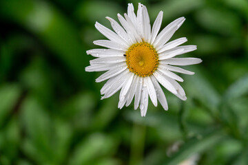 Obraz premium closeup of daisy flower with rain drops on petals