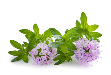 Summer savory plant with flowers