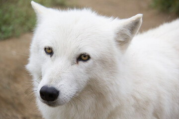 white wolf portrait