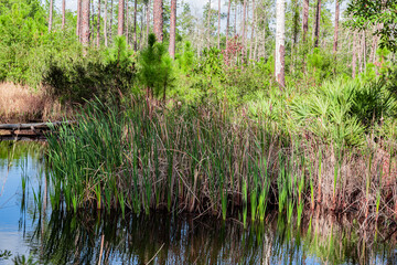 Cattails growing in Florida wetlands in Tiger Bay State Park.