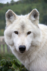 Obraz premium white wolf in the snow