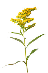 Yellow goldenrod flowers
