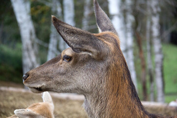 deer in the forest