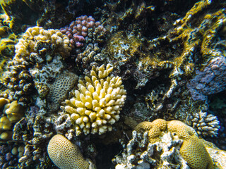 coral reef of the red sea. corals close-up