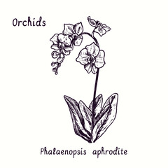 Phalaenopsis aphrodite orchid orchids flower collection. Ink black and white doodle drawing in woodcut style with inscription. © Artinblackink