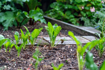 lettuce growing in the backyard garden