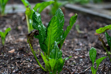lettuce growing in the backyard garden