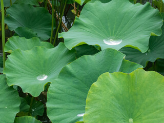 lotus leafs with water drops in kyoto japan