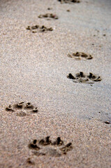 Fototapeta na wymiar footprints of a dog on the sand