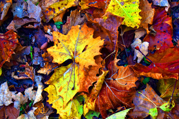 Bright colorful autumn leaves on the forest floor