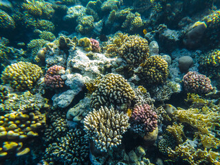 Naklejka na ściany i meble coral reef of the red sea. corals close-up