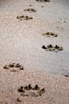 footprints of a dog on the sand