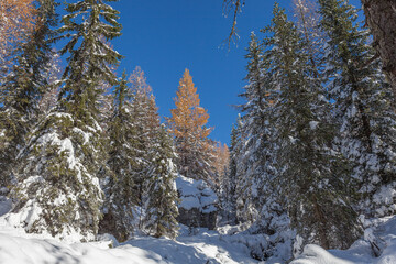 Orange larch in the middle of firs after a snowfall in a forest, Dolomites, Italy. Concept: winter landscapes of the Dolomites, Christmas atmosphere, Unesco world heritage, calm and serenity