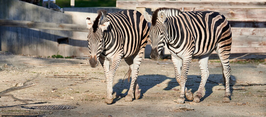 Two captive damara zebras (Equus burchelli antiquorum) walking together in their stable