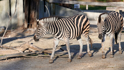 Fototapeta na wymiar Two captive damara zebras (Equus burchelli antiquorum) walking together in their stable