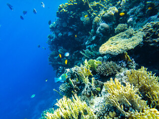 coral reef of the red sea. corals close-up