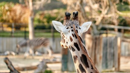 Giraffe (Giraffa camelopardalis rothschildi) seen from behind as he watches a zebra in the distance