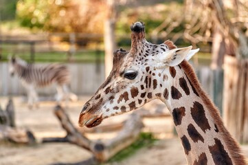 Obraz premium Close-up shot of a giraffe's head viewed from the side with a zebra in the background