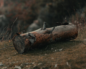 El paso del tiempo de la naturaleza, tronco viejo partido, tronco tirado en medio del bosque