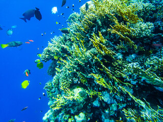 coral reef of the red sea. corals close-up