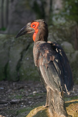 Southern ground-hornbill (Bucorvus leadbeateri) in captivity seen in profile perched on some stones with moss