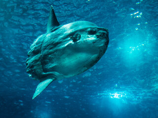 ocean sunfish swimming underwater - obrazy, fototapety, plakaty